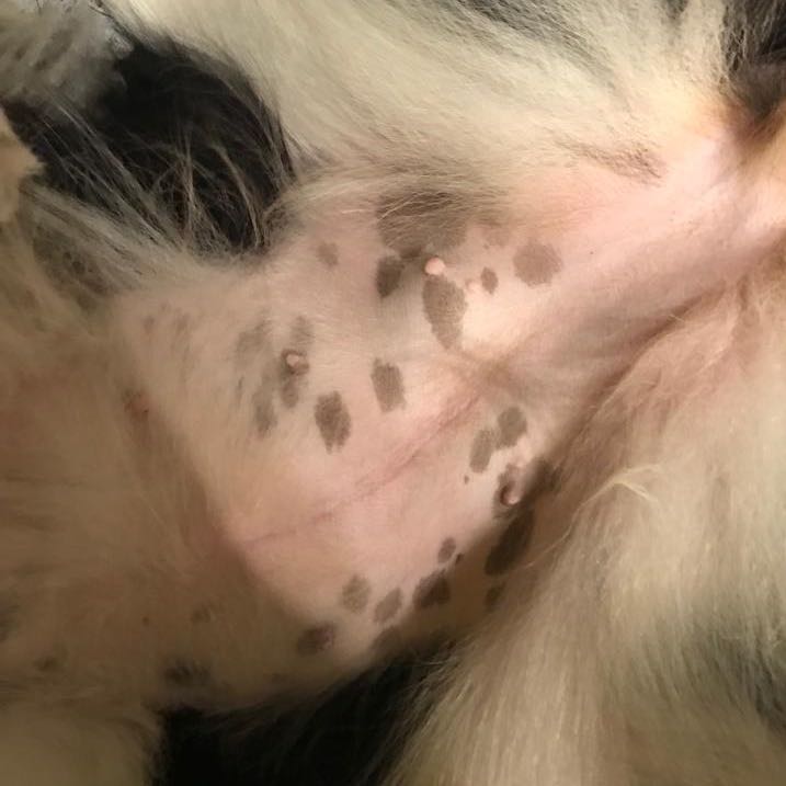 Was sind das für Flecken bei meinem Hund? (Bauch, BorderCollie)