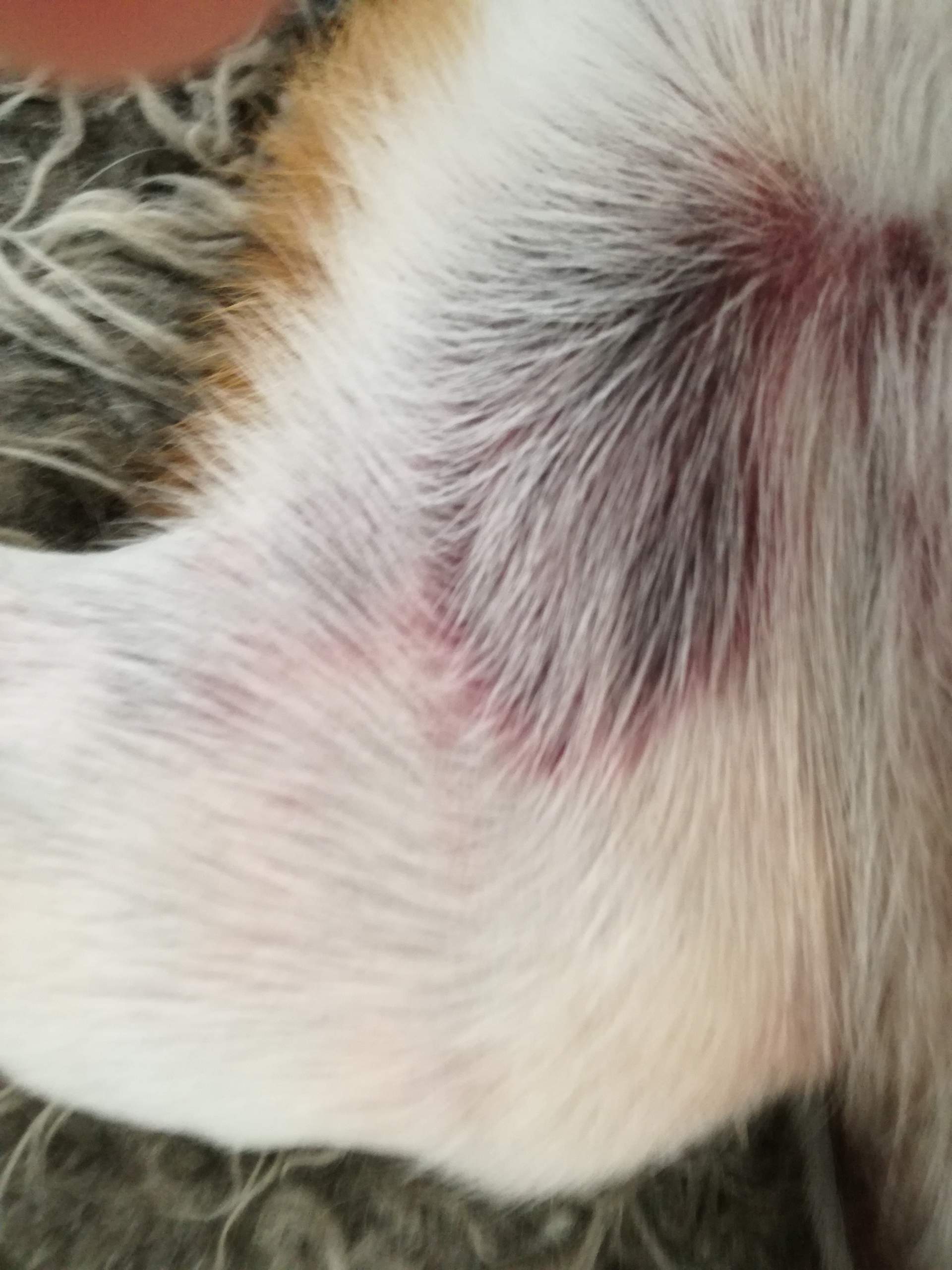 Was sind das für Flecken, die mein Hund hat? (Medizin, Tiere, Arzt)