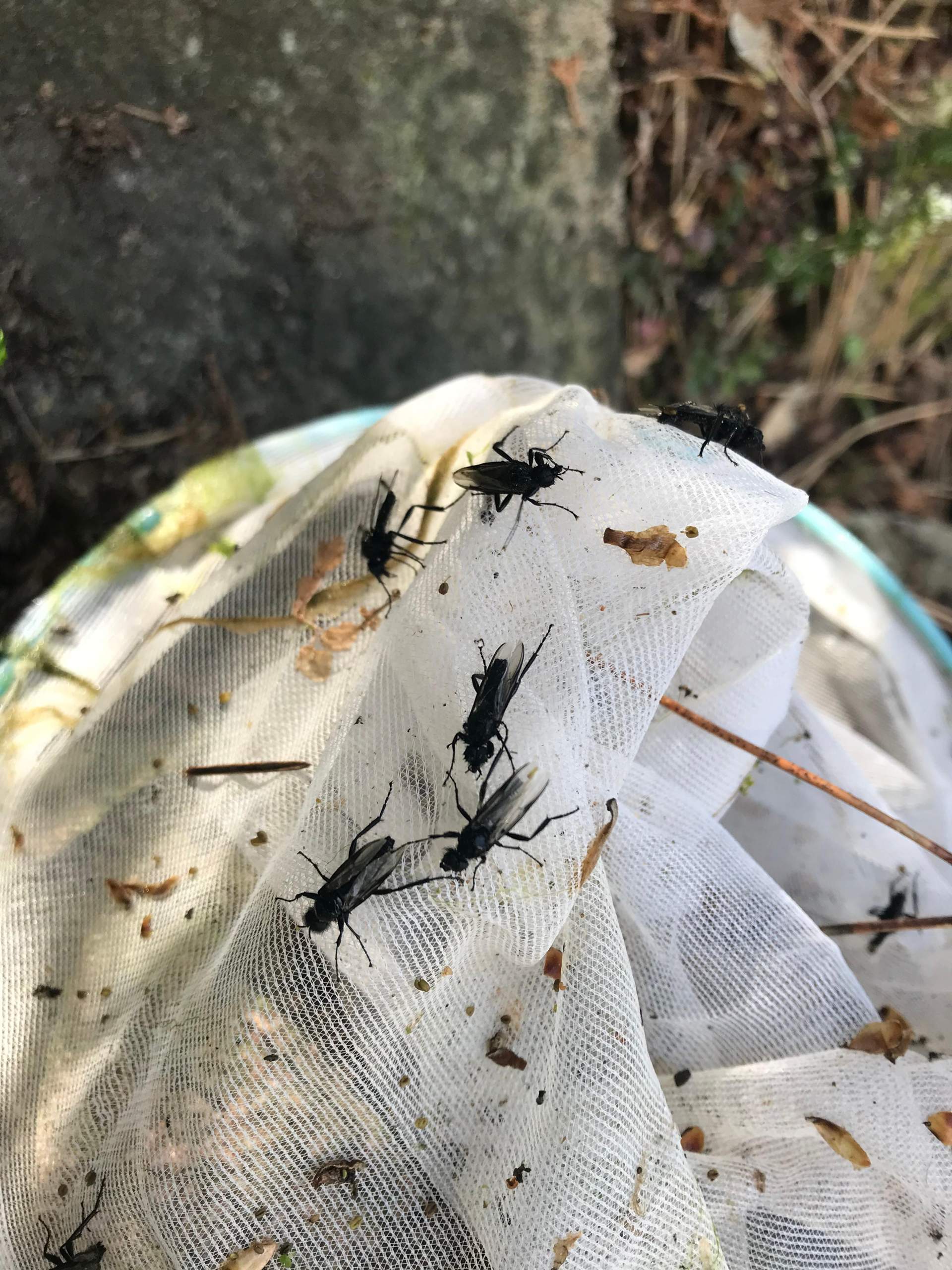 Was sind das für fliegen, fliegen ständig in den Teich? (Natur)