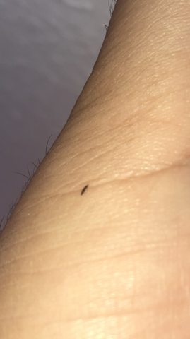 Was Sind Das Fur Fliegende Springen Viecher Tiere Insekten Fliegen