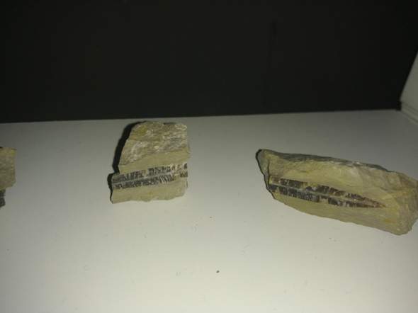 Was sind das für Fossilien?