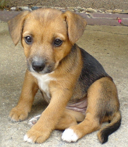 Wisst ihr was das für eine Hunderasse ist? - (Tiere, Hund, Welpen)