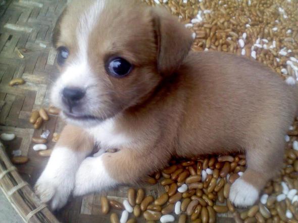 Hund3 - (Hund, Rasse)