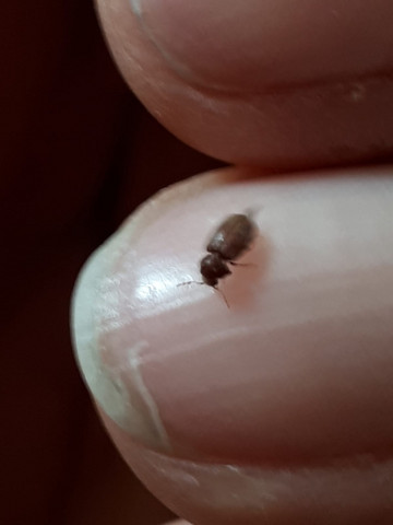 Was Sind Das Fur Insekten An Textilien Ungeziefer Schadlinge