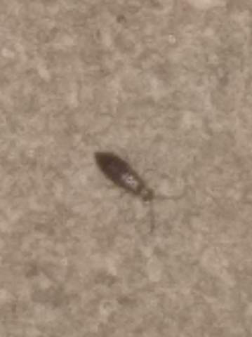 Was sind das für Insekten auf meinem Balkon?