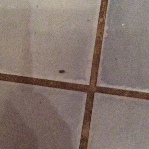 Was ist das? - (Insekten, Kaefer, Kakerlaken)