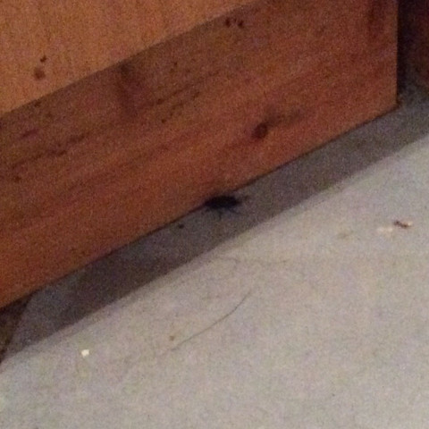 Und das? - (Insekten, Kaefer, Kakerlaken)