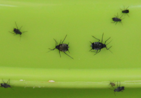 Was Sind Das Fur Insekten Die Meine Terrasse Belagern Garten