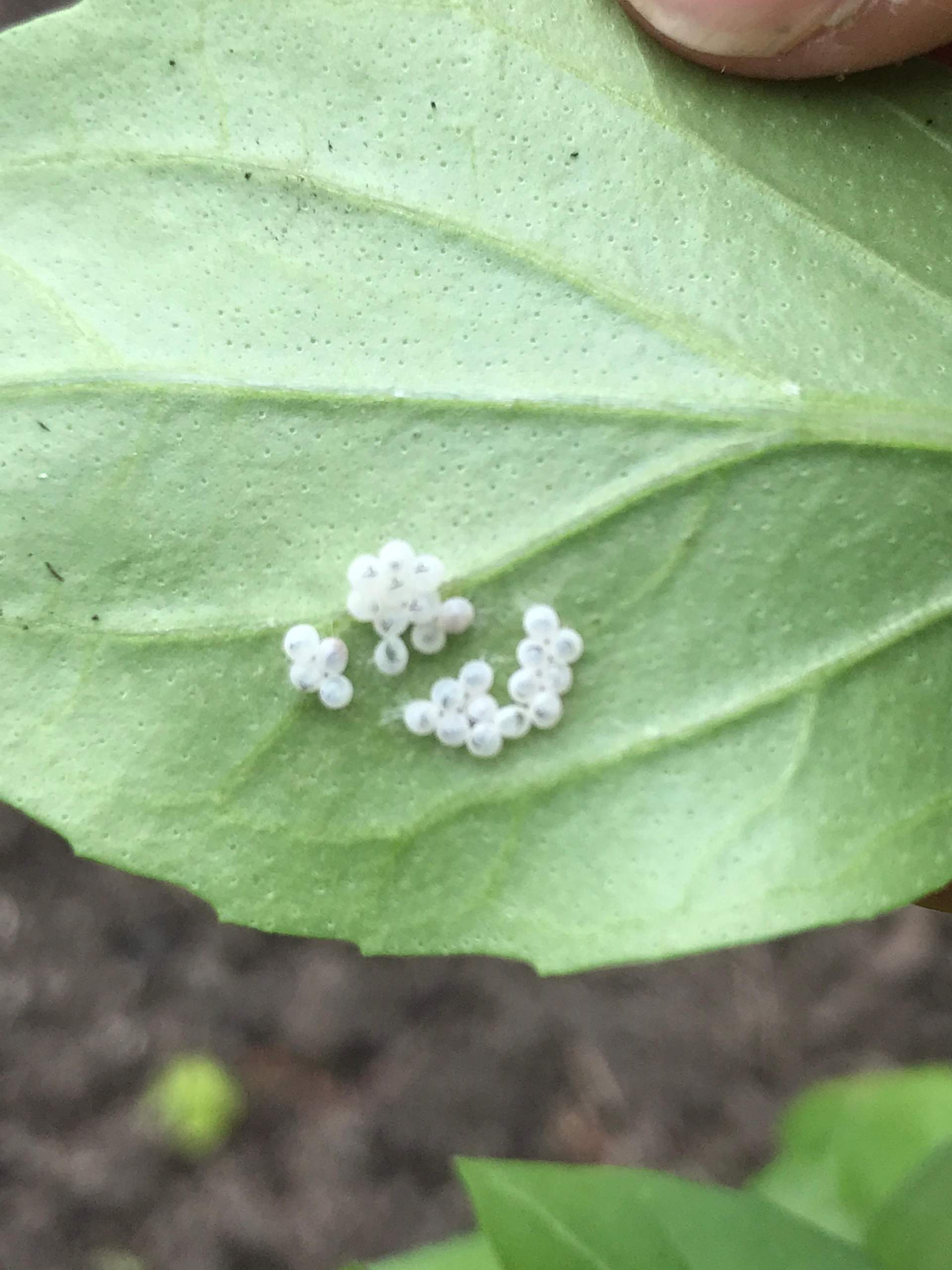 Was sind das für Insekten Eier? (Pflanzen, Natur, insekteneier)