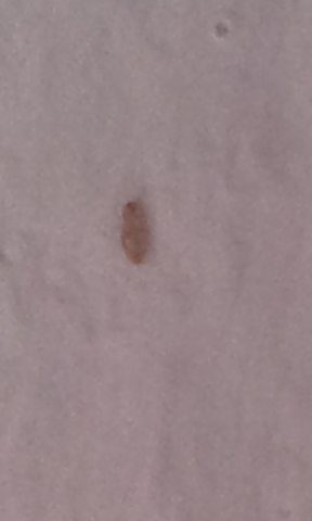 Staubläuse bekämpfen Staubläuse bekämpfen