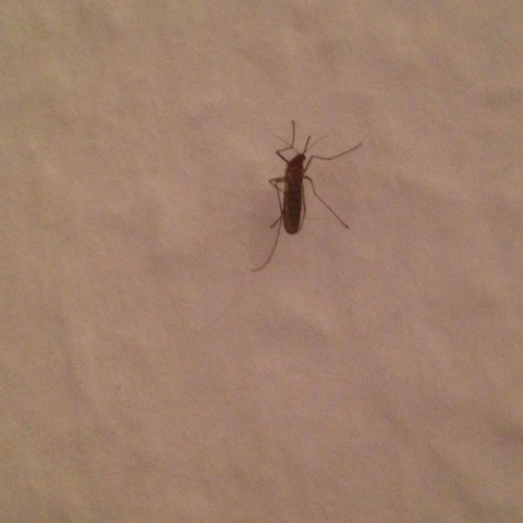 Insekt - (Insekten, eklig)