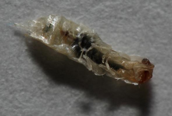 Was Sind Das Fur Insekten In Der Wasche Ungeziefer Schadlinge