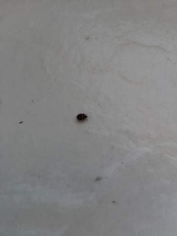 Was Sind Das Fur Insekten In Der Wohnung Schadlinge Was Sind Das Fur Insekten In Der Wohnung Schadlinge
