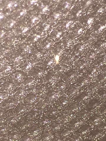 Mt Blitz fotografiert - (Insekten, Bett, Schlafzimmer)