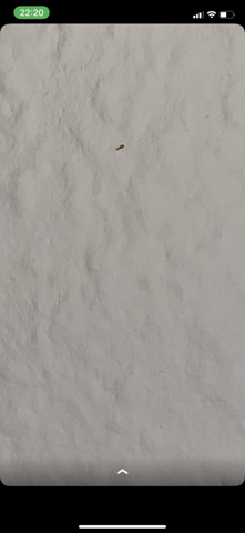 Was sind das für Insekten in meinen Zimmer?