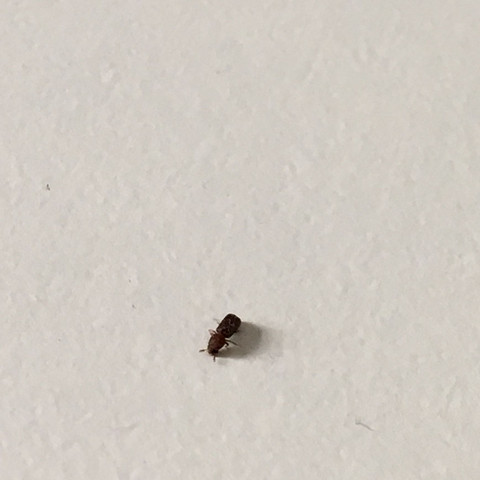 Hier mal einige Bilder: - (Tiere, Insekten, Schädlinge)