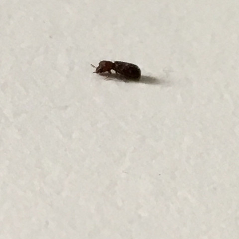 Sie haben scheinbar keine Flügel und bewegen sich wenn überhaupt nur langsam. - (Tiere, Insekten, Schädlinge)