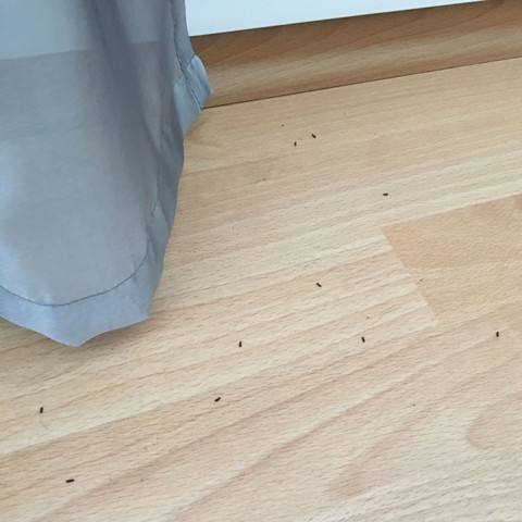 Es sind übrigens ziemlich viele von ihnen. - (Tiere, Insekten, Schädlinge)