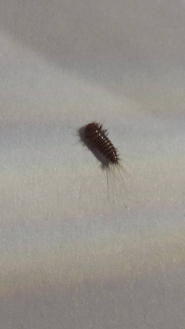 Was Sind Das Fur Insekten Sind Die Gefahrlich Larven