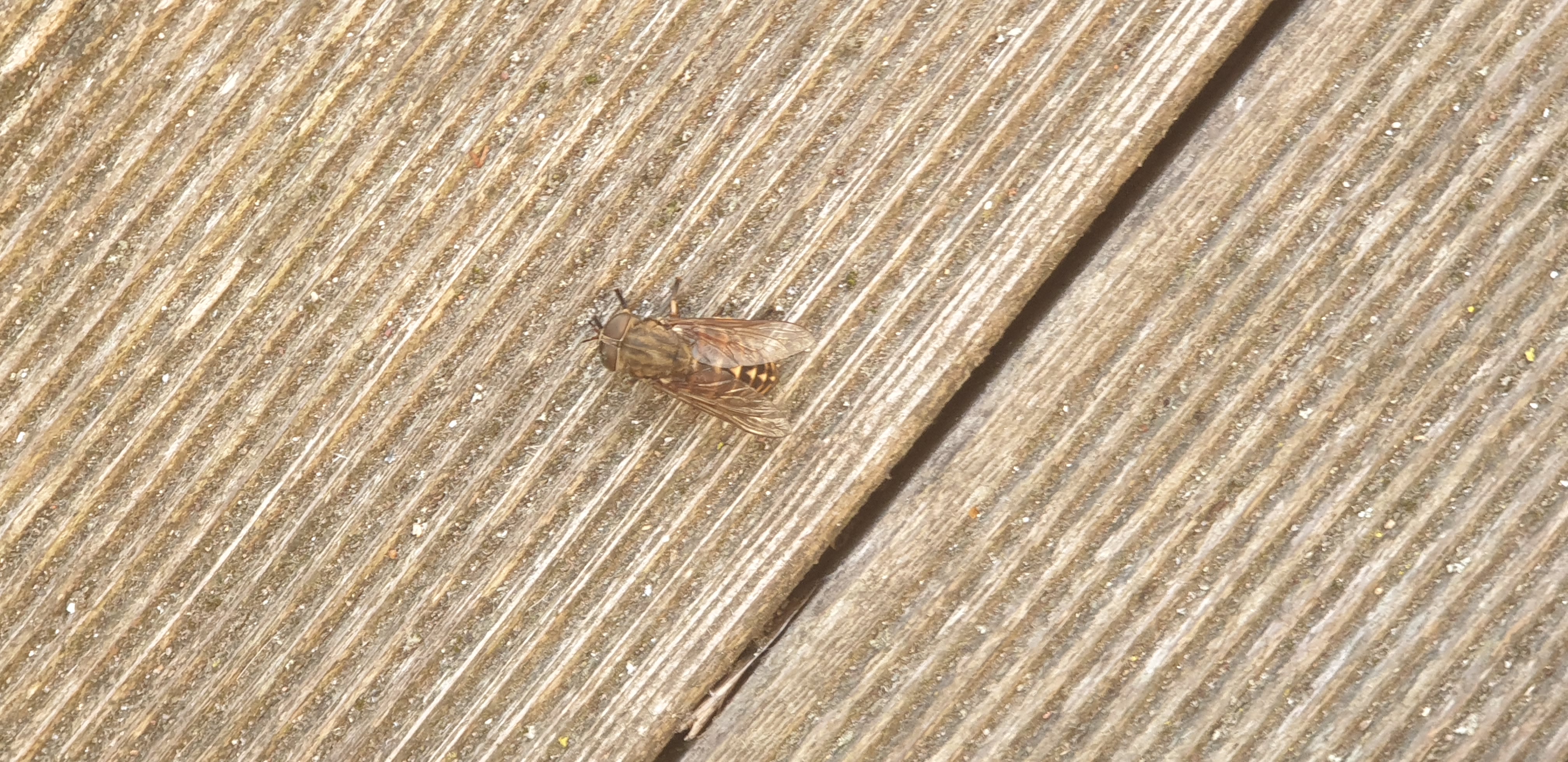 Was Sind Das Fur Insekten Sind Sie Gefahrlich Tiere Natur Allgemeinwissen