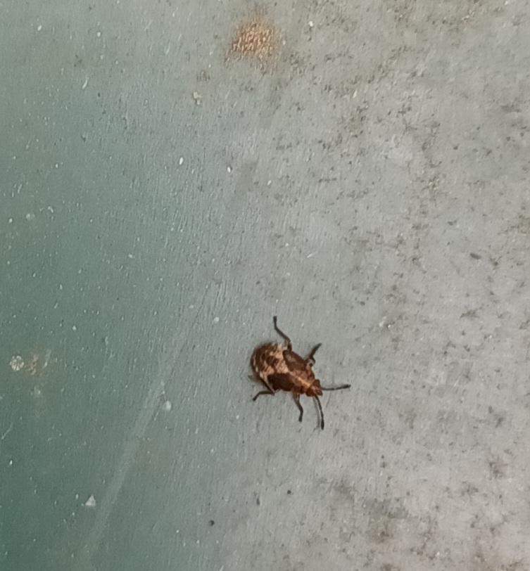 55+ Kleine Springende Insekten Im Garten, Um diese käfer bekämpfen