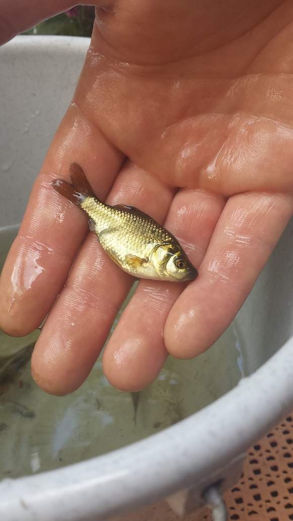 Was sind das für junge Fische? (Teich, Jungtiere)