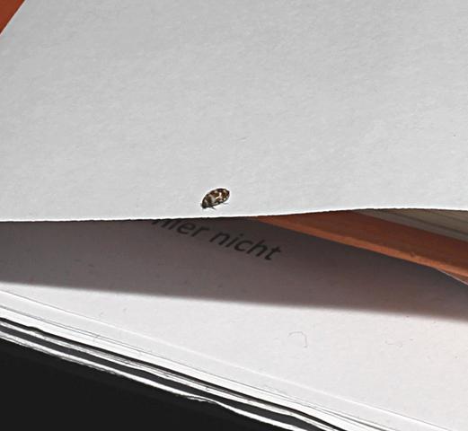 Was Sind Das Fur Kafer 123 Biologie Insekten Schadlinge