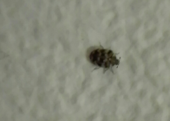Was ist das für ein Käfer? - (Wand, Schädlinge, Käfer)