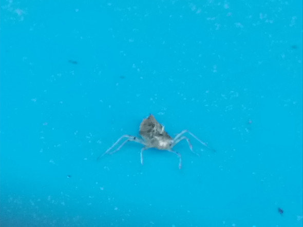 Was sind das für käfer an der pool wand?