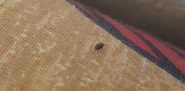 Was Sind Das Fur Kafer Hinterm Bett Wohnung Haus Wohnen