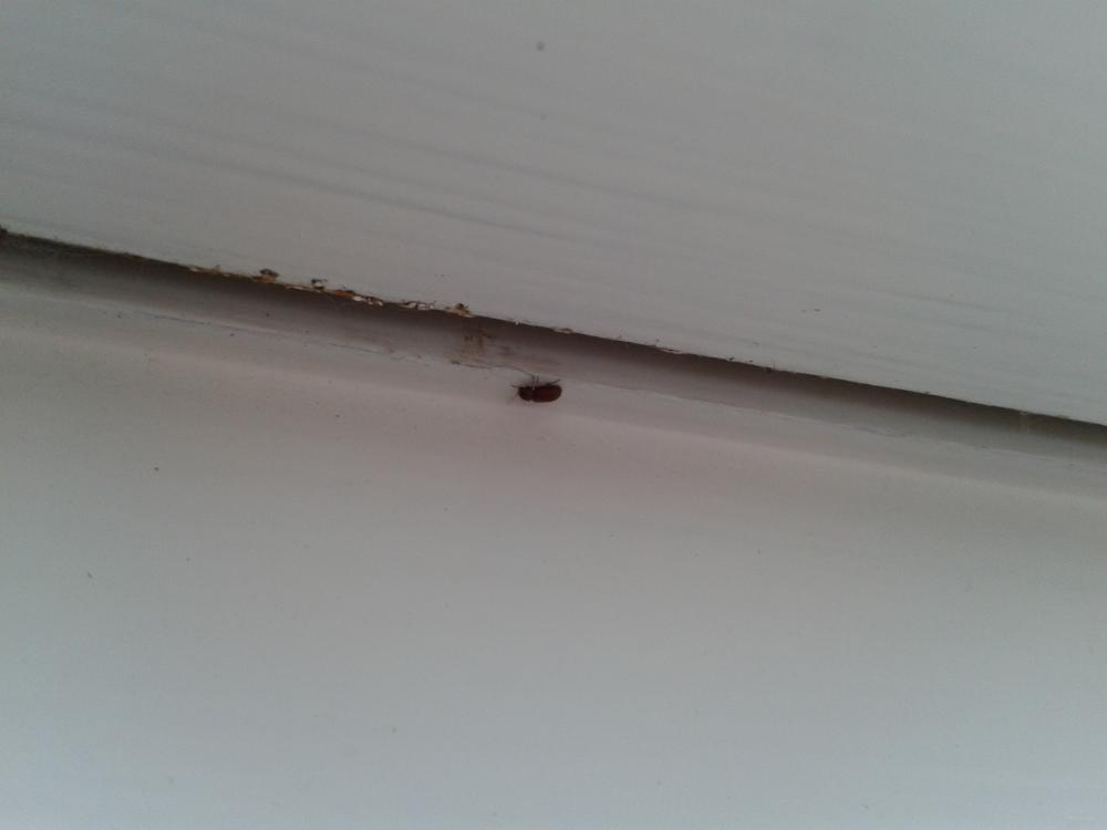 Was sind das Für Käfer in meinem Zimmer? (Insekten)