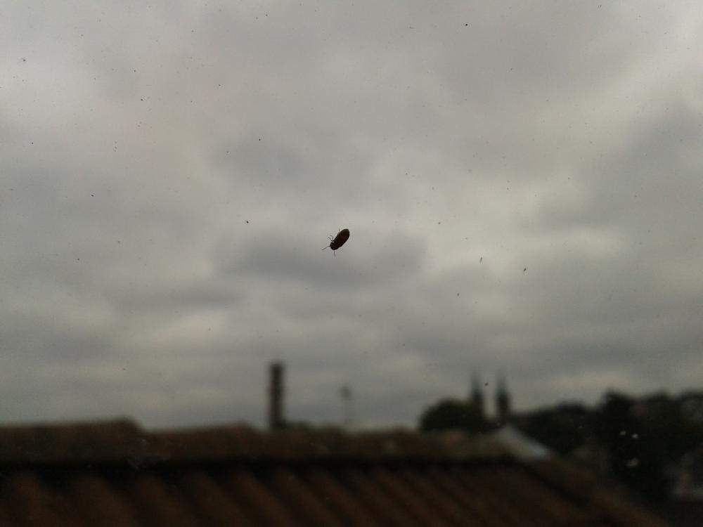 Was sind das Für Käfer in meinem Zimmer? (Insekten)