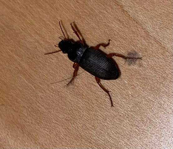 Was sind das für Käfer in meinem Zimmer?
