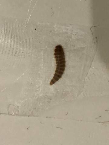 Was Sind Das Fur Larven Gefunden Unterm Bett Tiere Insekten