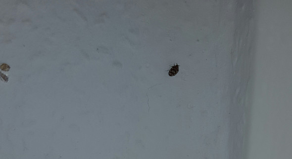 Was Sind Das Fur Kafer Woher Kommen Sie Wie Bekommt Man Sie Weg Neu Mit Bild Ungeziefer Teppichkaefer