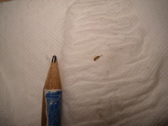 Größenvergleich zu Bleistift - (Insekten, Käfer, Krabbeltiere)