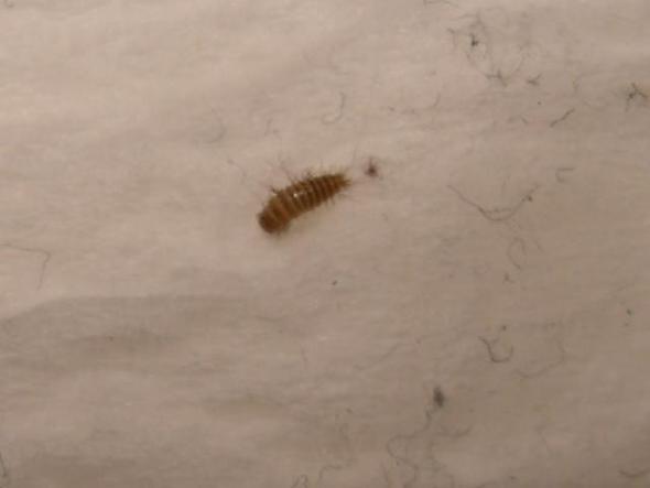 45+ Best Bild Käfer Unterm Bett : Gefrassige Raupen Asiatischer Buchsbaumzunsler Verbreitet Sich Im Landkreis Falle In Heilbrunn Konigsdorf Und Icking Bad Tolz / Es gibt in verschiedenen gemeinden. 45+ Best Bild Käfer Unterm Bett : Gefrassige Raupen Asiatischer Buchsbaumzunsler Verbreitet Sich Im Landkreis Falle In Heilbrunn Konigsdorf Und Icking Bad Tolz / Es gibt in verschiedenen gemeinden.