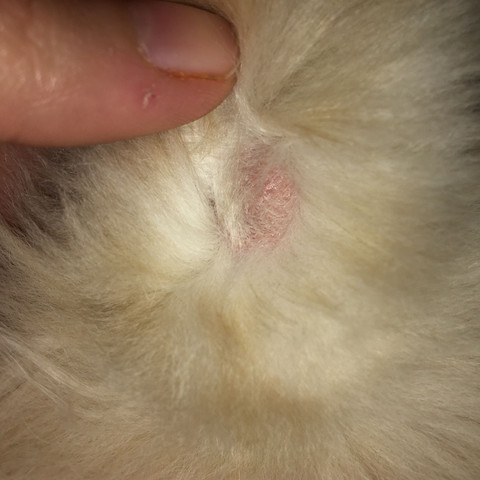 Was Sind Das Fur Kahle Stelle An Meiner Katze Tiere Pilze Fell