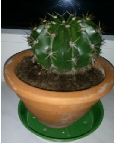 kaktus1 - (Kaktus)