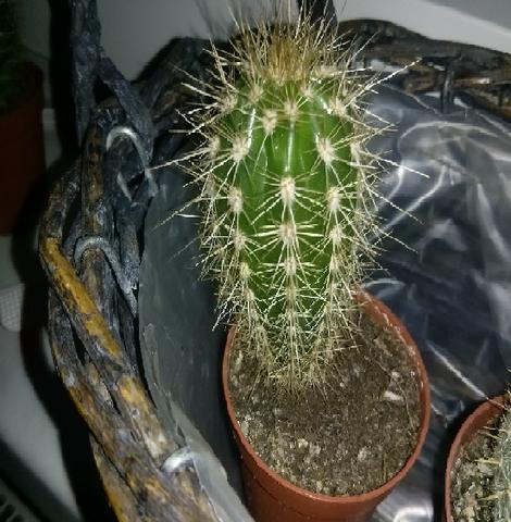 Kaktus 3 - (Kaktus)
