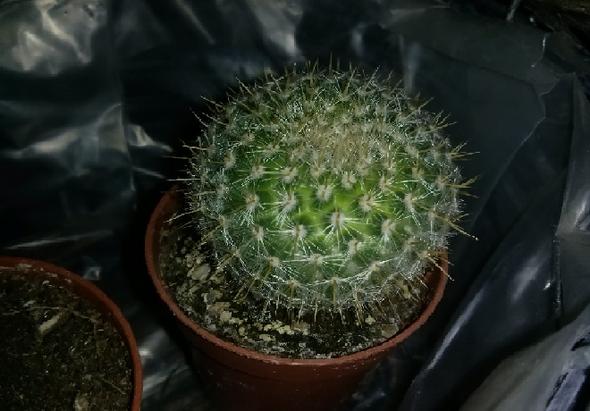 Kaktus 4 - (Kaktus)