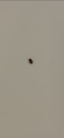 Was Sind Das Fur Kleine Braune Kafer Wohnung Insekten Ungeziefer