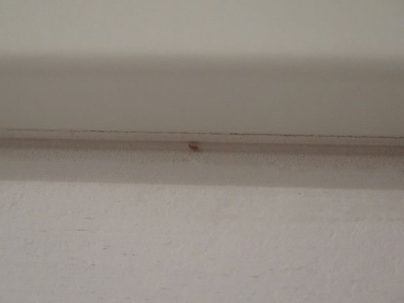 Was Sind Das Fur Kleine Braune Kafer Spinnen Die Uberall Im Haus Zu Finden Sind Schadlinge