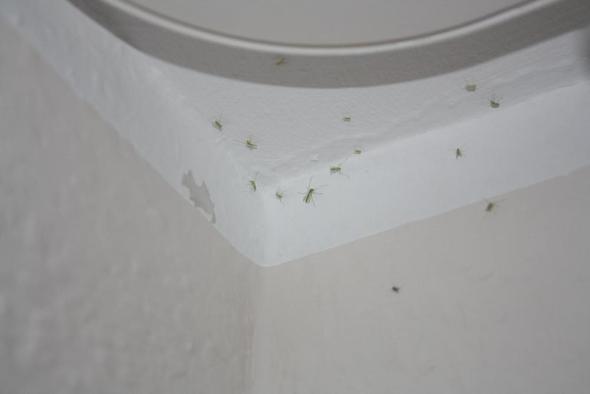 Was Sind Das Fur Kleine Fliegen In Der Wohnung Insekten