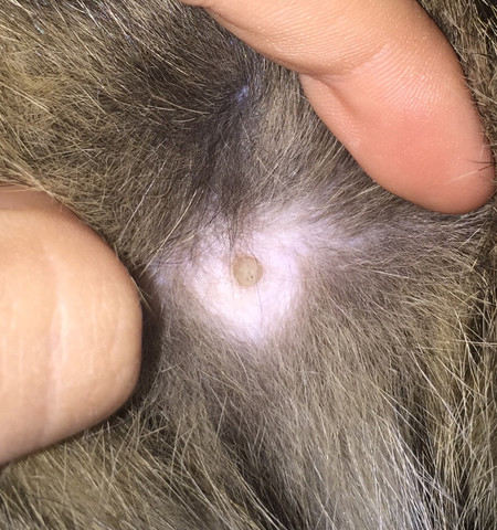 was sind das fur kleine helle pickel an meiner katze tiere katzen bauch