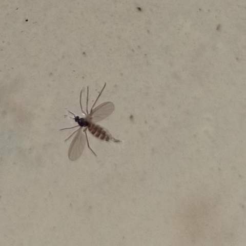 Was sind das für kleine Insekten in meinem Terra?