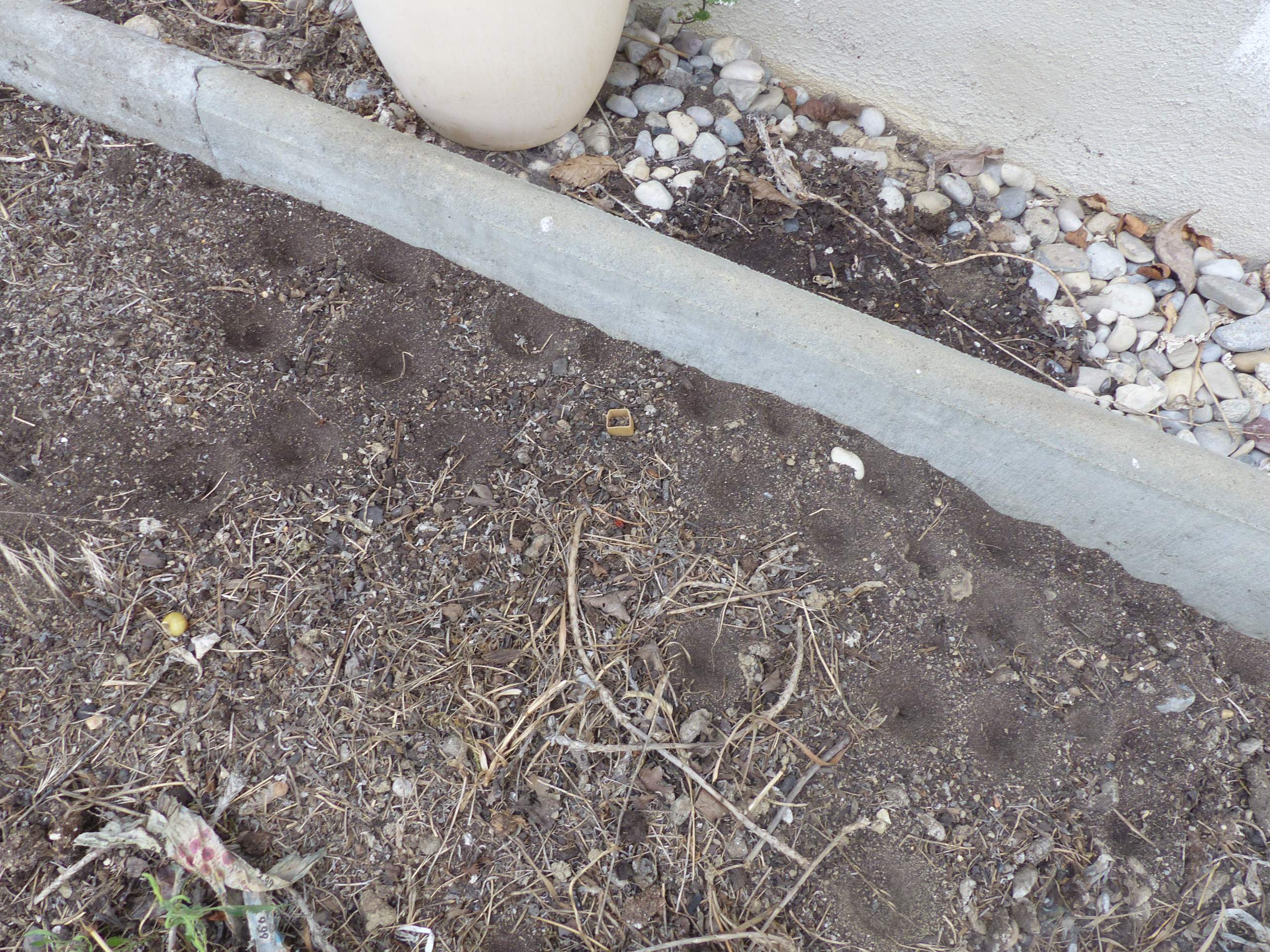 Was sind das für kleine Krater im Garten? (Tiere)