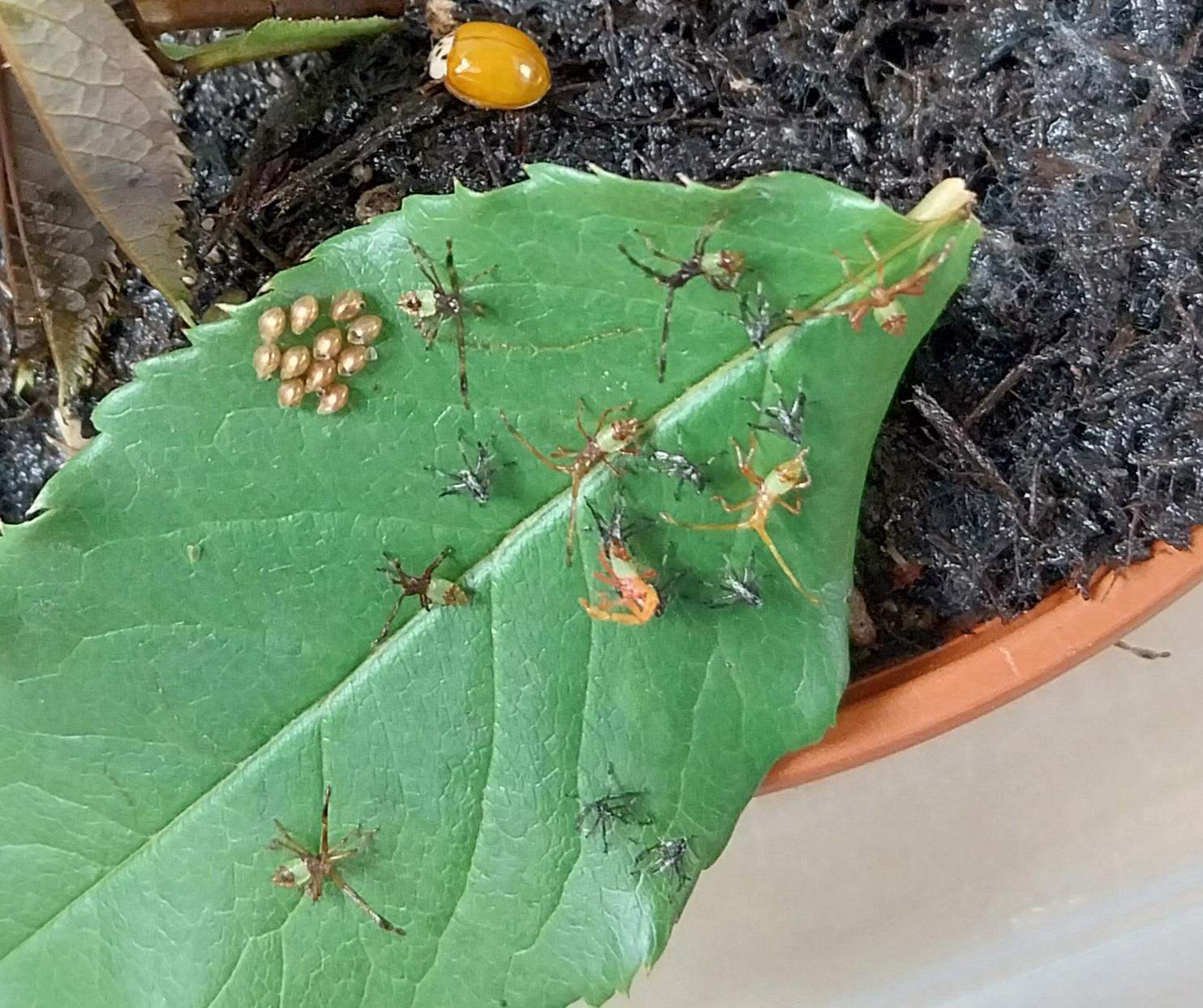 Was sind das für kleine Larven? (Insekten, Schädlinge, Ungeziefer)