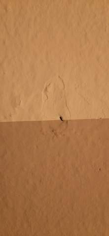 Was sind das für kleine Löcher an meiner Wand?