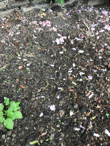 Was sind das für kleine
Pflänzchen auf meinem Beet ...